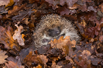 Hedgehog in nest  Scientific name: Erinaceus Europaeus wild, free roaming hedgehog, taken from wildlife garden hide to monitor health and population of this favourite but declining mammal