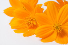 Orange Cosmos Flowers On A Bright White Isolated Background