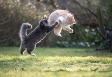 Two Playful Maine Coon Cats Playing Outdoors In Nature Fighting Jumping In The Air