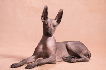 Wall Mural - Xolo dog breed (Xoloitzcuintle, Mexican hairless) lies on a beige background