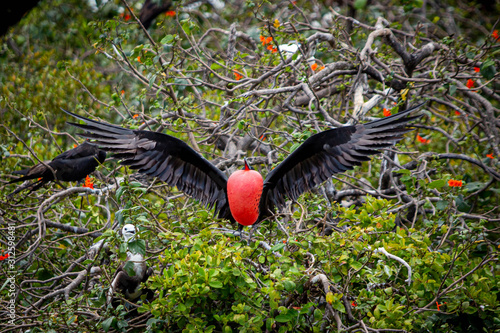 Cuadros en Lienzo Magnificent frigate bird in natural habitat in Belize