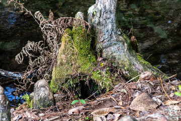 Wall Mural - Old tree stump