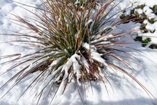 Top View Of A Red Yucca With Snow.