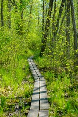 Wall Mural - Wood path in the forest