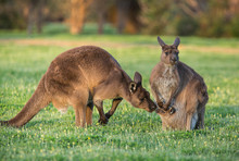A Western Grey Kangaroo With Joey Looking Out Of The Pouch And Male Smelling The Baby, Macropus Fuliginosus, Subspecies Kangaroo Island Kangaroo.