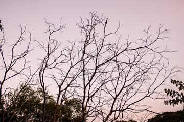 The silhouette of the tree with sunset.