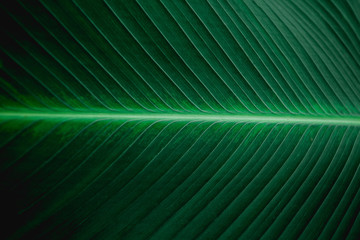 Poster - tropical banana leaf texture in garden, abstract green leaf, large palm foliage nature dark green background