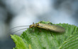 Stonefly on leaf, macro photo, this insect is often imitated by fly fishermen