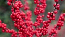 This 4K Macro Footage (zoomed In) Is Of Red Pyracantha Berries And A Green Bokeh Background.