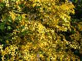 Fototapeta Zwierzęta - Le séneçon anguleux (Senecio angulatus), une liane invasive du littoral méditerranéen à floraison jaune hivernale, au feuillage denté et légèrement lobé. 