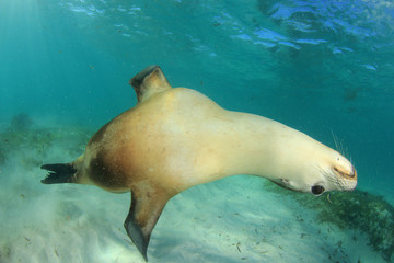 Poster - Australian Sea Lion