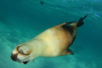 Poster - Australian Sea Lion