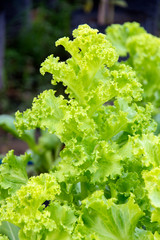 fresh green lettuce in the garden