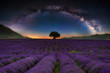 Lavender field with rows lines at night with milky way ark at sky. Space background, beautiful universe.
