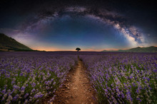 Lavender Flower Blooming Fields In Endless Rows Under Full Arc Of Milky Way. Beautiful Universe, Night Summer Landscape.