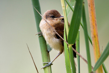 Young great reed warbler on the reeds