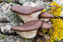 Mushrooms / Pleurotus Ostreatus, Group Of Fungi Growing On The Dead Trunk Of A Tree