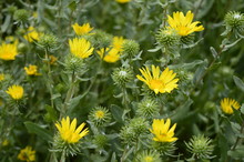 Closeup Grindelia Squarrosa Know As Curlycup Gumweed With Blurred Background In Summer Garden