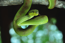 A Green Snake On The Hunt