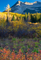 Wall Mural - Autumn Undertones