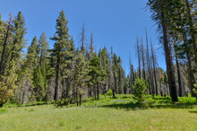 Wild Flowers On Green Glade In Summer Forest (Yosemite National Park, California, USA)
