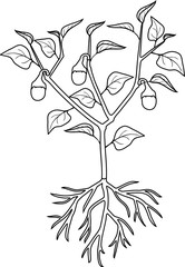 Sticker - Coloring page. Pepper plant with leaves, unripe peppers and root system. General view of plant isolated on white background