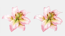 Lily Lilium Oriental Hybrids Bloom  Pink White Valentine's Day Mom's Day Love Romance Adorable Affection Amour Summer Spring