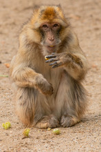 Portrait Of A Barbary Ape Eating A Chestnut And It Is Looking Into The Camera