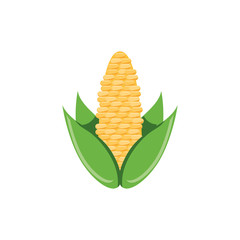 Wall Mural - sweet corn in white background
