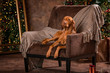 a big brown dog lies in a chair in front of a Christmas tree
