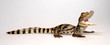 Spectacled caiman / Krokodilkaiman / Nördlicher Brillenkaiman (Caiman crocodilus)