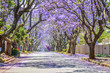 © shams Faraz Amir - Purple blue Jacaranda mimosifolia bloom in Johannesburg and Pretoria street during spring in October in South Africa
