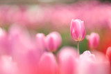 Fototapeta Tulipany - ピンクのチューリップ