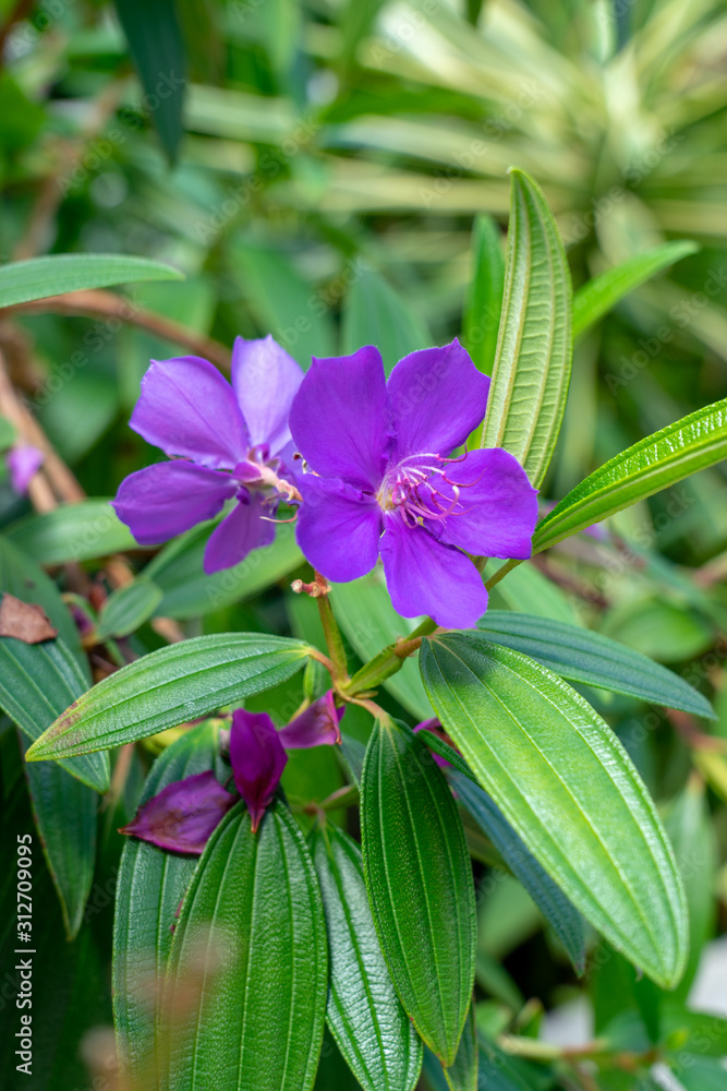 Osbeckia stellata Ham or purple osbeckia, Indian rhododendron tropical  shrub plants close up Stock Photo | Adobe Stock