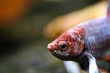 Close up of a betta fish