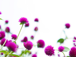 Wall Mural - Amaranth flowers field isolated on white background.