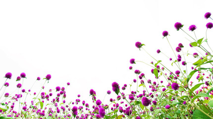 Wall Mural - Amaranth flowers field isolated on white background.