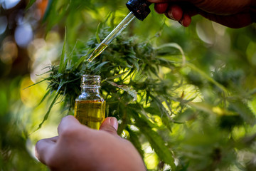 Doctors hold a bottle of hemp oil, marijuana products for medical use, including hemp leaf, cbd, and Hemp CBD oil capsules.