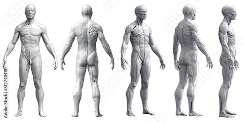 Fotomural Human body anatomy of a man in five views isolated in white background - 3d rend