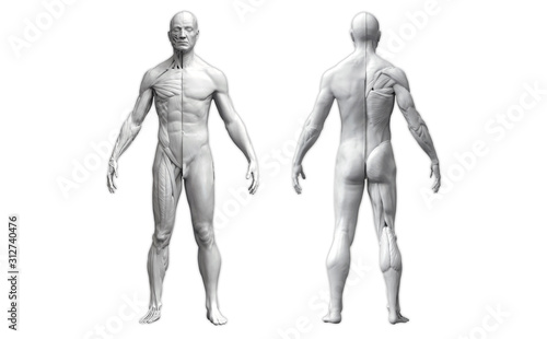 Fotomural Human body anatomy of a man in two views isolated in white background - 3d rende