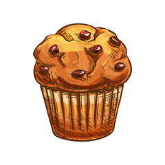 Muffin with raisins vector, bakery product sketch icon. Pastry food and dried grapes isolated