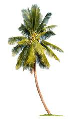 coconut palm tree isolated on white background