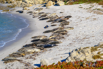 Sticker - Harbor Seals on the Beach of Monterey