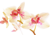 Pink White Orchid Flowers Close Up