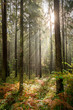 Old coniferous forest with undergrowth ferns. Branches and trunks of trees i sunrays.