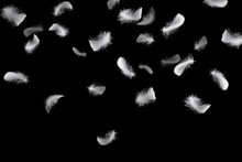 Soft White Feathers Floating In The Air, Black Background