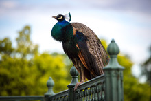 A Beautiful Peacock Sitting On Metal Railing