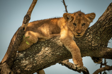 Canvas Print - Lion cub lies staring down from branch