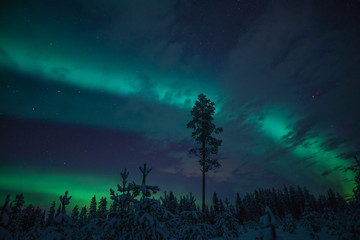 Wall Mural - northern lights in lapland