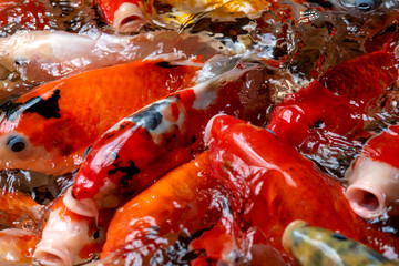 Wall Mural - Closeup beautiful goldfish for background